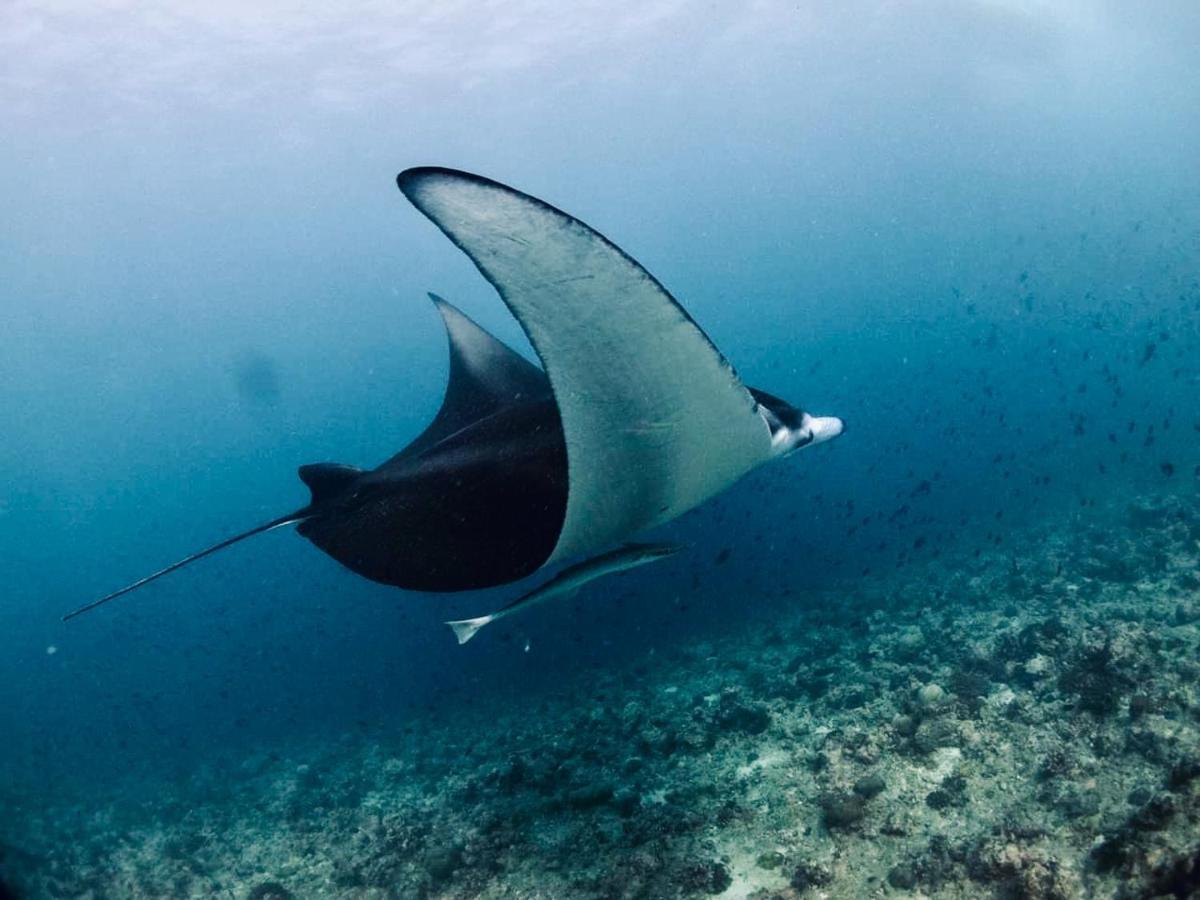 ヴィル タリ イン モルディブ Mahibadhoo エクステリア 写真